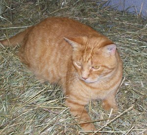 Lundberg-Cat-Hay-Ann-Arbor-2011